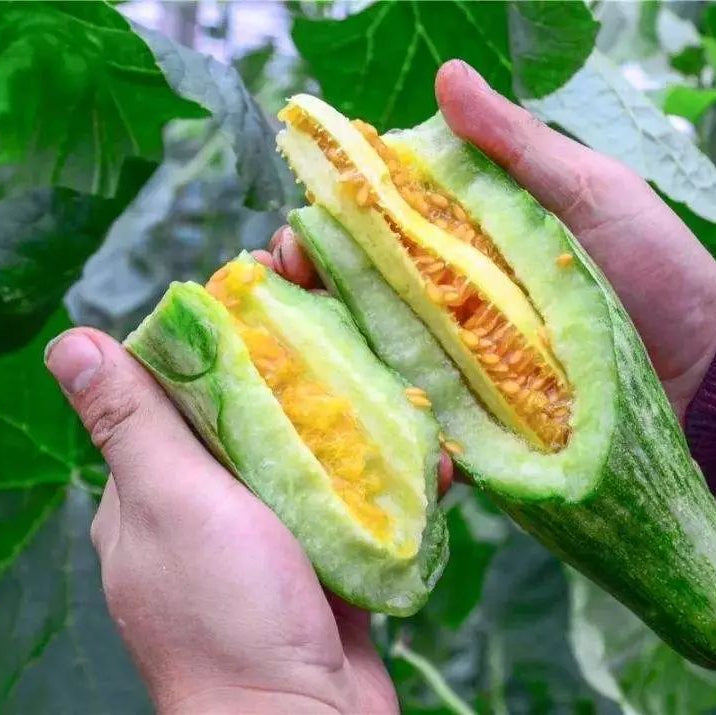 Horn Crispy Sweet Melon (सिङ्गाने करारा गुलियो खरबुजा)
