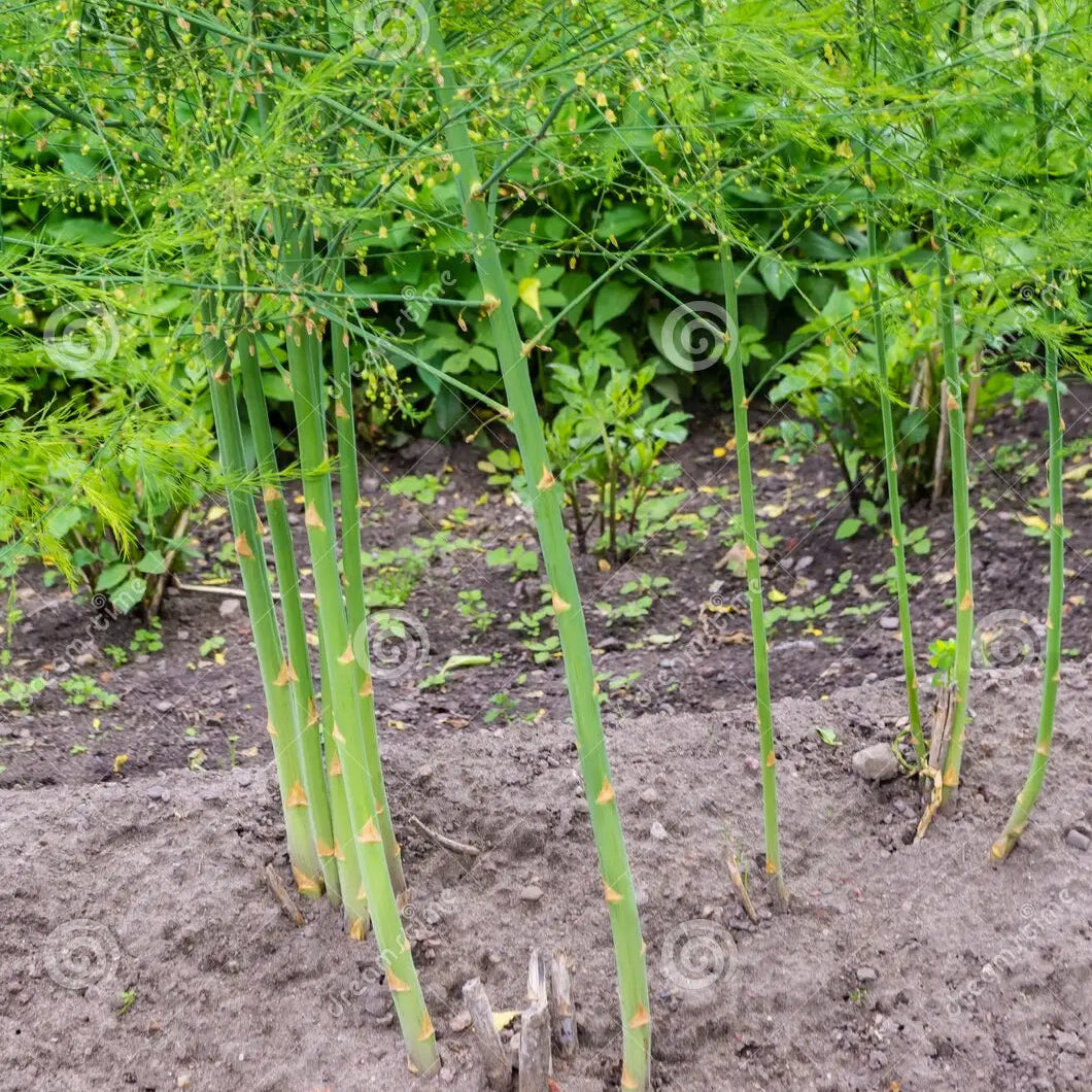 Green Asparagus (हरियो सतावरी)