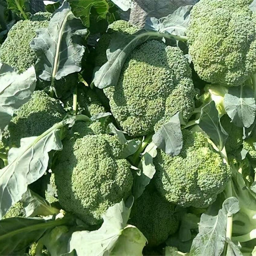 Broccoli (ब्रोकोली)