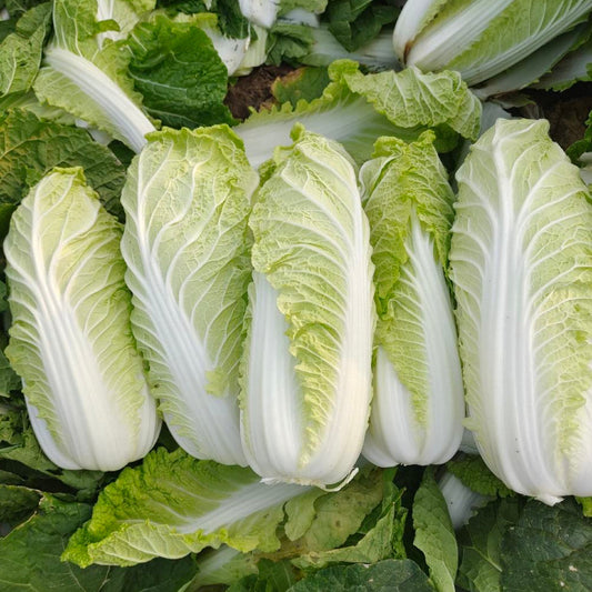 Baby Cabbage (बेबी कोबी)