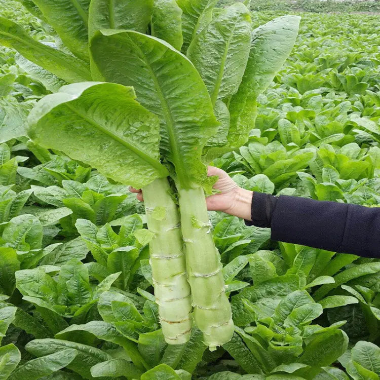 Green Celtuce (हरियो मोटो सलाद)
