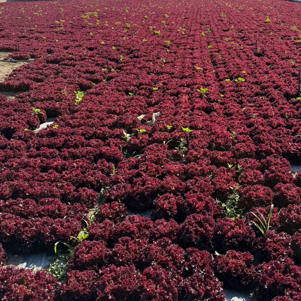 Purple Leaf Lettuce (बैंगनी पाते साग)