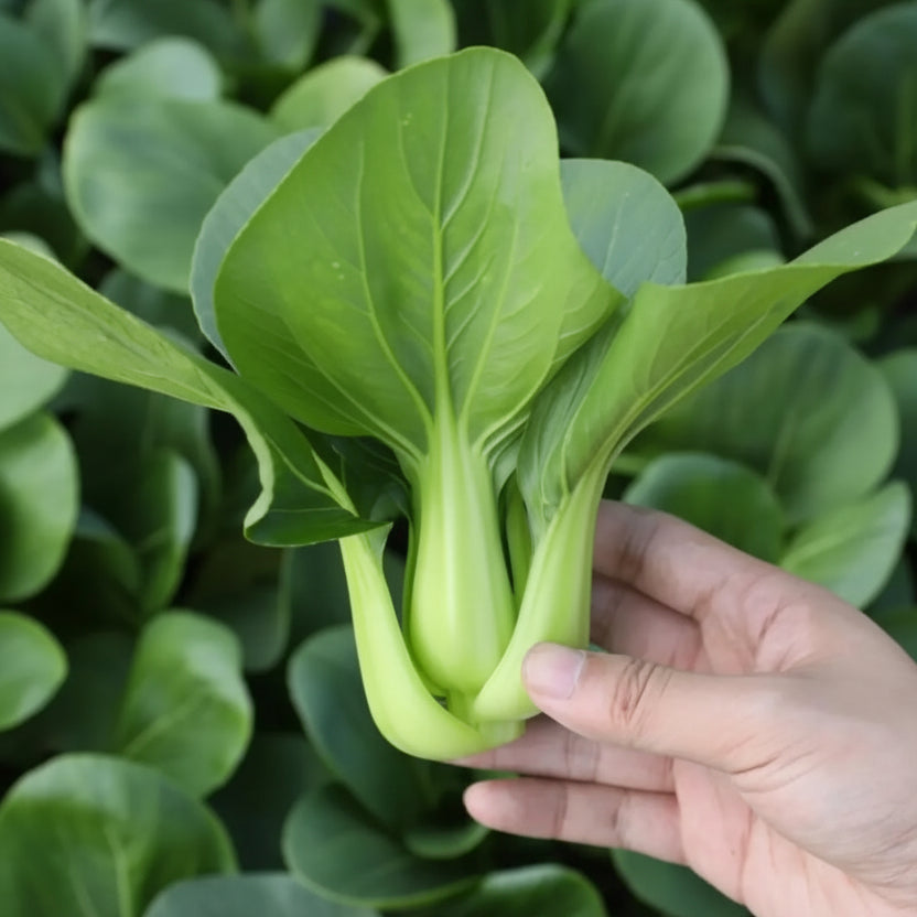 Suzhou Bok Choy - Chinese Saag - Pak Choi (चाइनिज साग)
