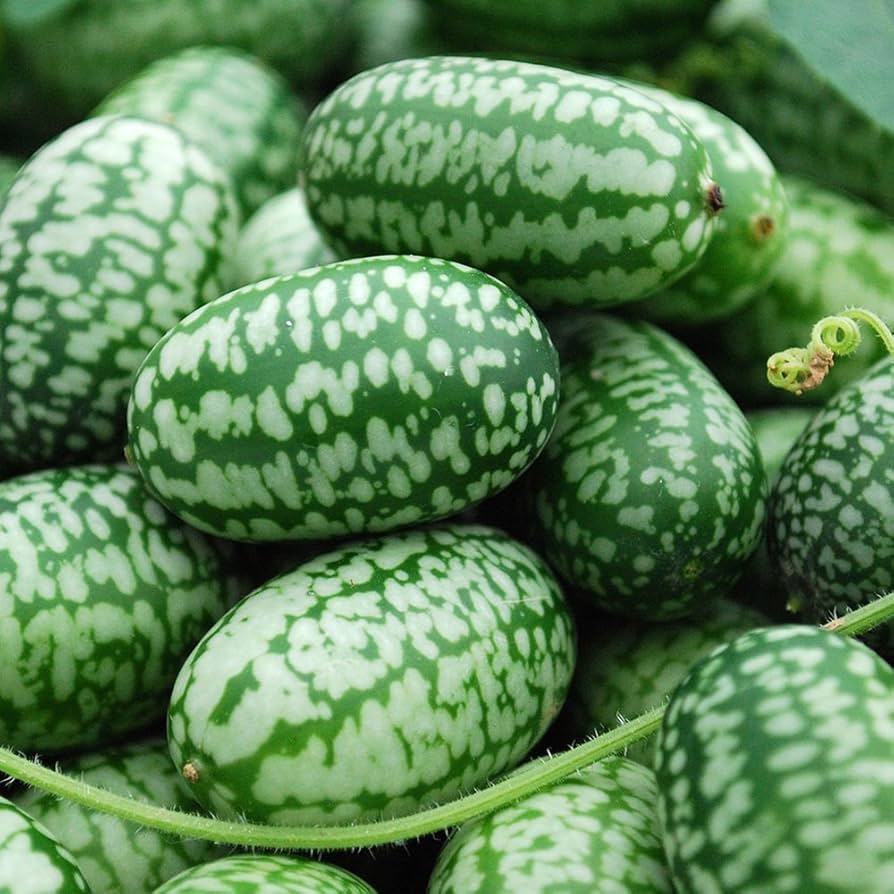 Cucamelon - Thumb Watermelon (अङ्गुठे तरबूज)
