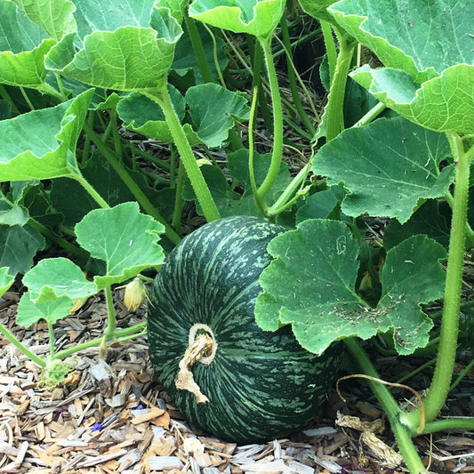 Green Baby Kabocha (हरियो बेबे फर्सी)