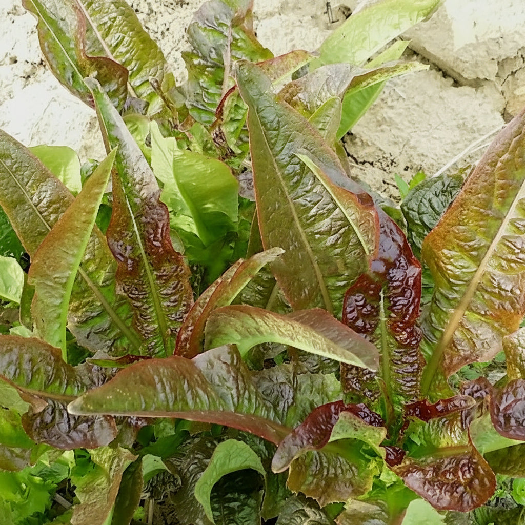 Red Lettuce (रातो लेट्युस)