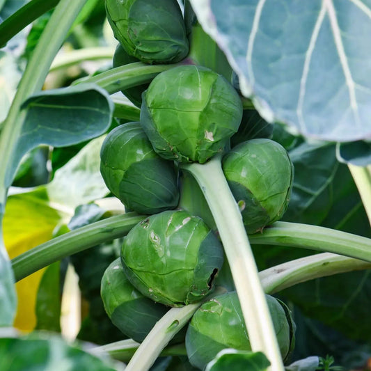 Brussels Sprouts (ब्रसेल्स कोबी)