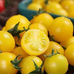 Milk Yellow Tomato (दूधे पहेंलो टमाटर)