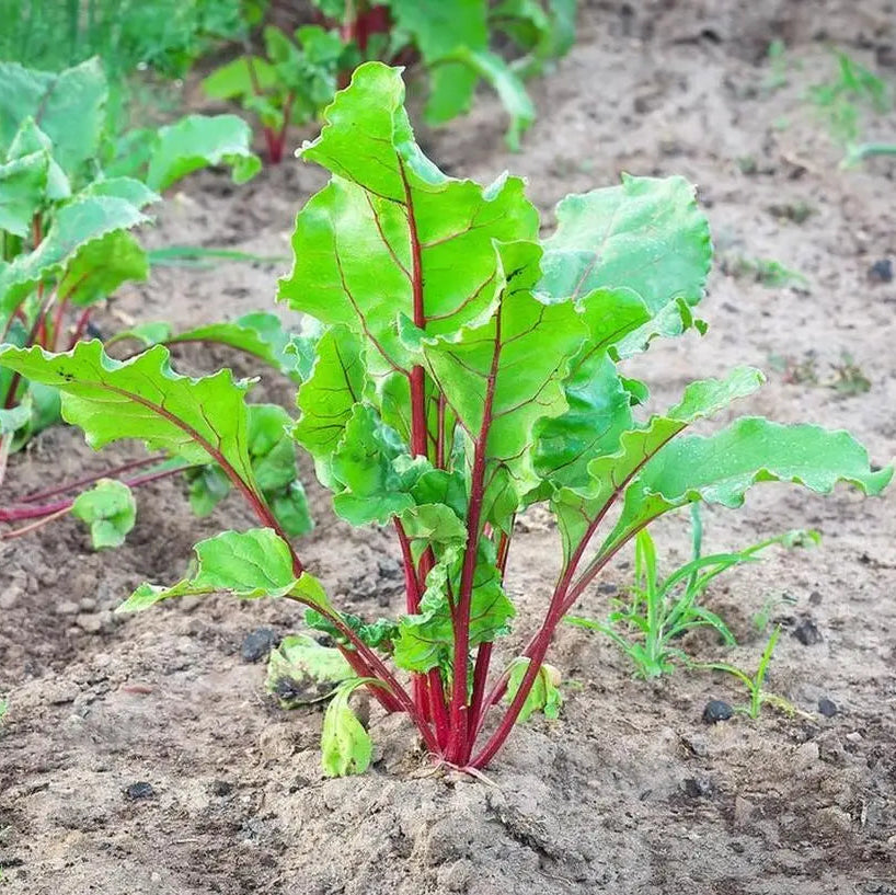 Red Choy Sum (रातो चोय सम)