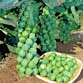 Brussels Sprouts (ब्रसेल्स कोबी)