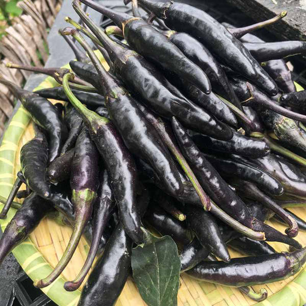 Black Chili Pepper (कालो खुर्सानी)