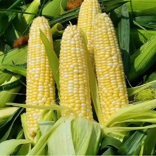 Gold & Silver Bicolor Sweet Corn (सुनचाँदी द्विरङ्गी मिठो मक्का)