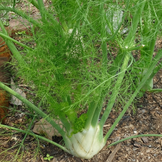 Fennel - Saunf (सौंफ)