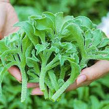 Crystal Ice Plant (क्रिस्टल आइस तरकारी)