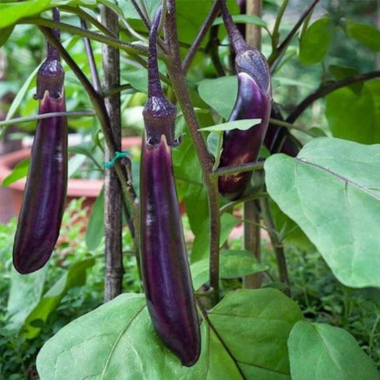 Black Glossy Long Eggplant (कालो लामो भंटा)
