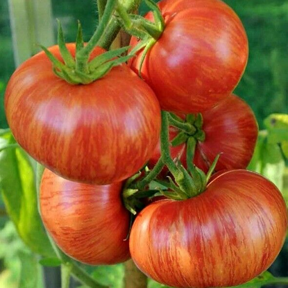 Tiger Stripe Tomato (टाइगर धारी टमाटर)