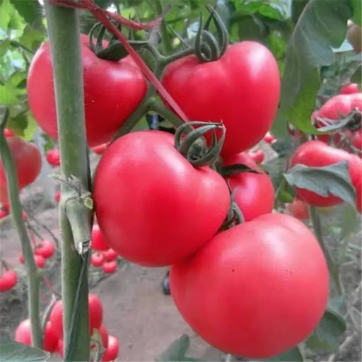 Mao Fen Large Pink Tomato (माओ फेन ठूलो गुलाबी टमाटर)