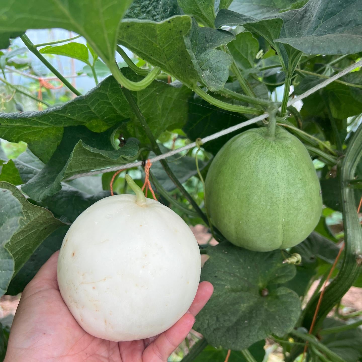 White Sugar Jar Honeydew Melon (सेतो चिनी खरबुजा)