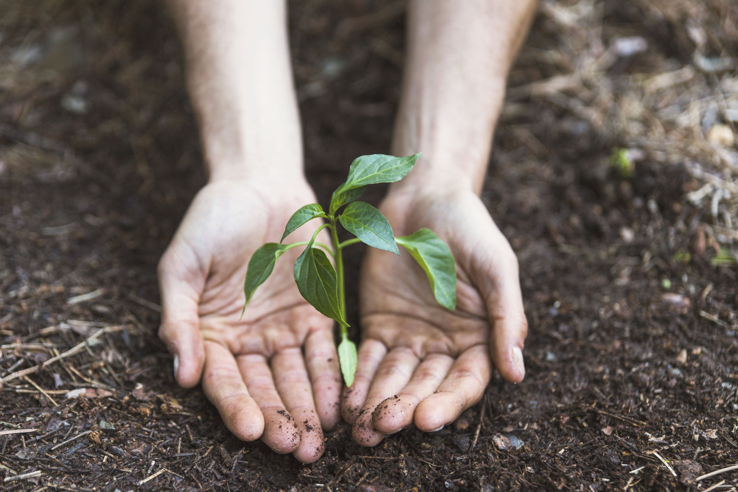 Seedlings (बिरुवा)