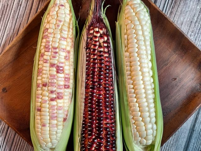 Corn (मकै)