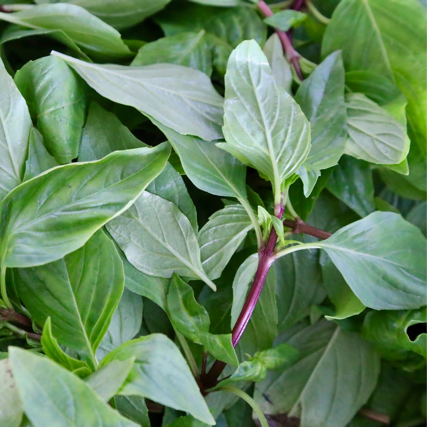 Thai Basil - Holy Basil (थाई बेसिल)