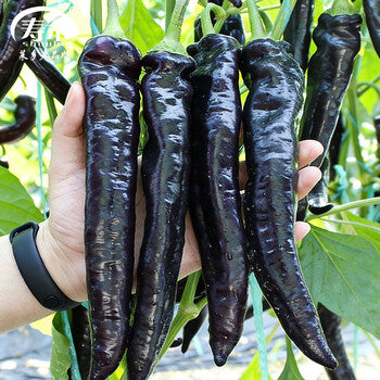 Black Chili Pepper (कालो खुर्सानी)