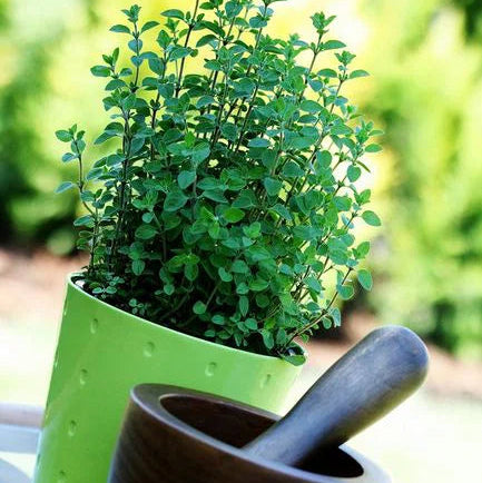 Oregano (ओरेगानो)