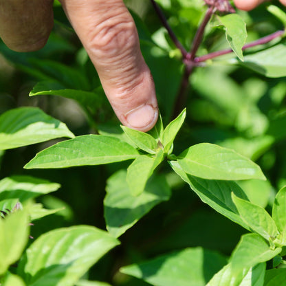 Thai Basil - Holy Basil (थाई बेसिल)