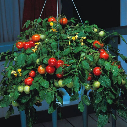 Tumbler Tomato Red (टम्बलर टमाटर रातो)