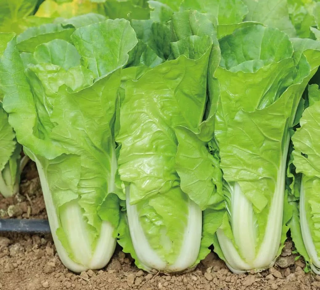Four Seasons Fast-Growing Pak Choi (चारै रुतु सानो साग)