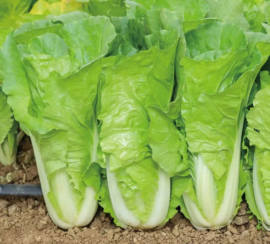 Four Seasons Fast-Growing Pak Choi (चारै रुतु सानो साग)