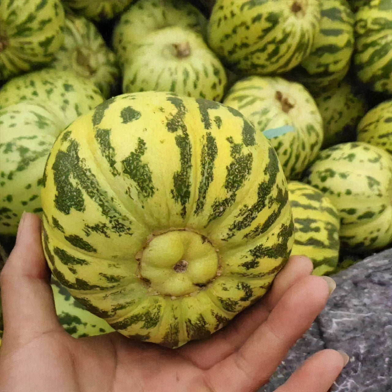 Bali Xiang Sweet Melon (बाली सुगन्धित गुलियो खरबुजा)