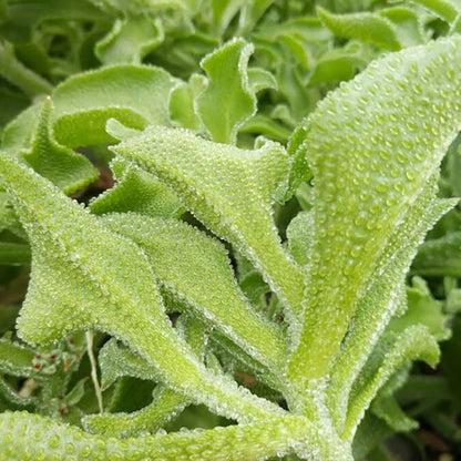 Crystal Ice Plant (क्रिस्टल आइस तरकारी)