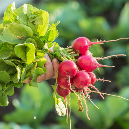 Cherry Radish (चेरी मूला)