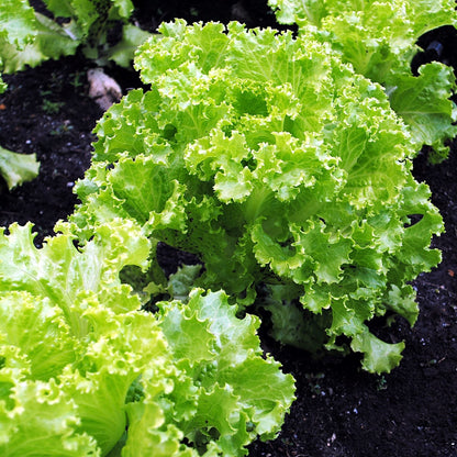 Fast-Growing Lettuce (द्रुत उम्रने साग)