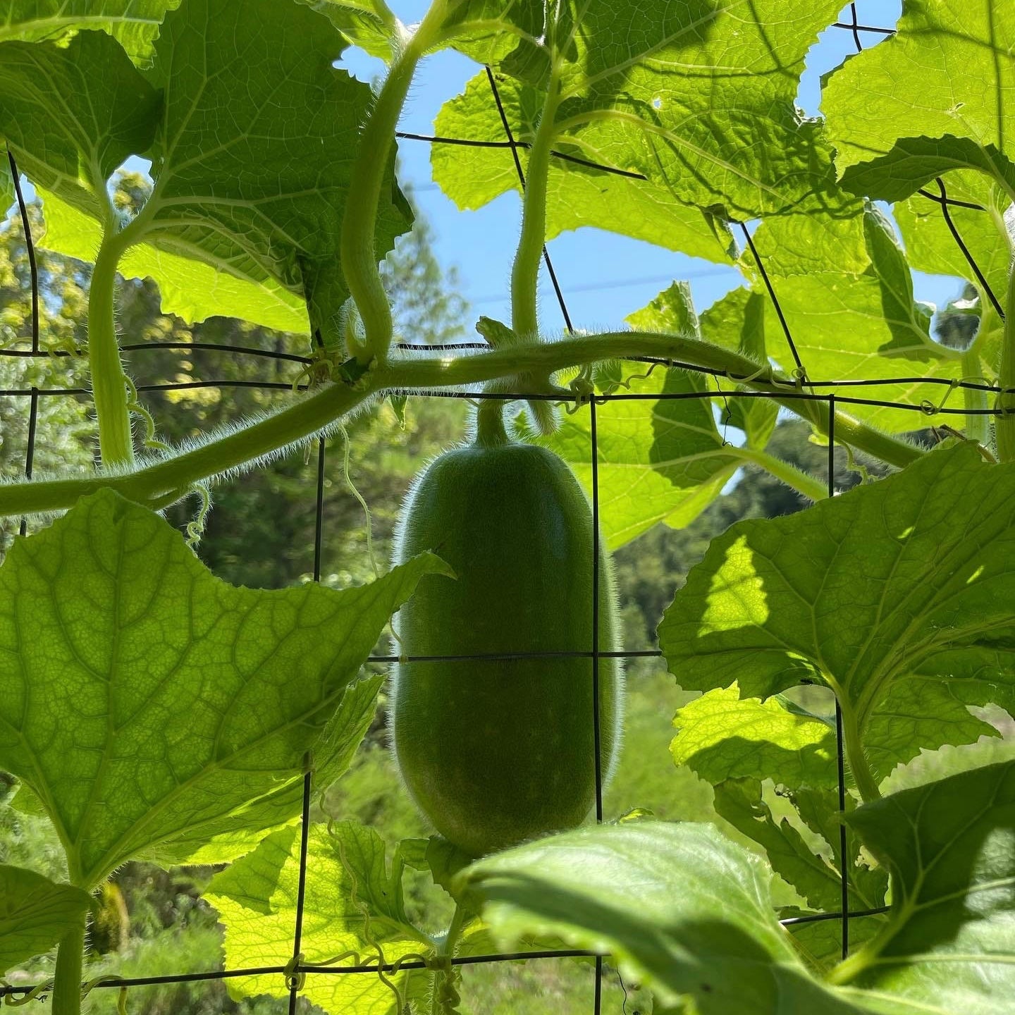 Green Mini Winter Melon (सानो हरियो कुशे)