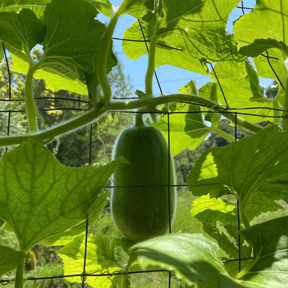 Green Mini Winter Melon (सानो हरियो कुशे)
