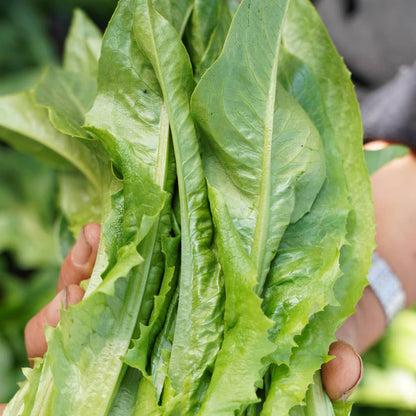 Lettuce - Jiri Ko Saag (जिरी को साग)
