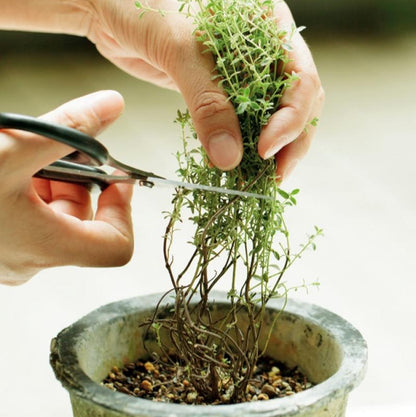Thyme (थाइम)