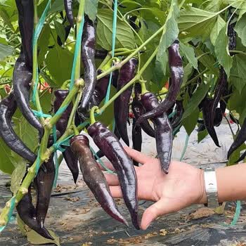 Black Chili Pepper (कालो खुर्सानी)