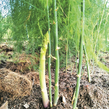 Green Asparagus (हरियो सतावरी)