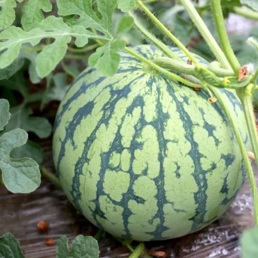 Watermelon 84-24 (अर्ली जिया तरबूज ८४-२४)