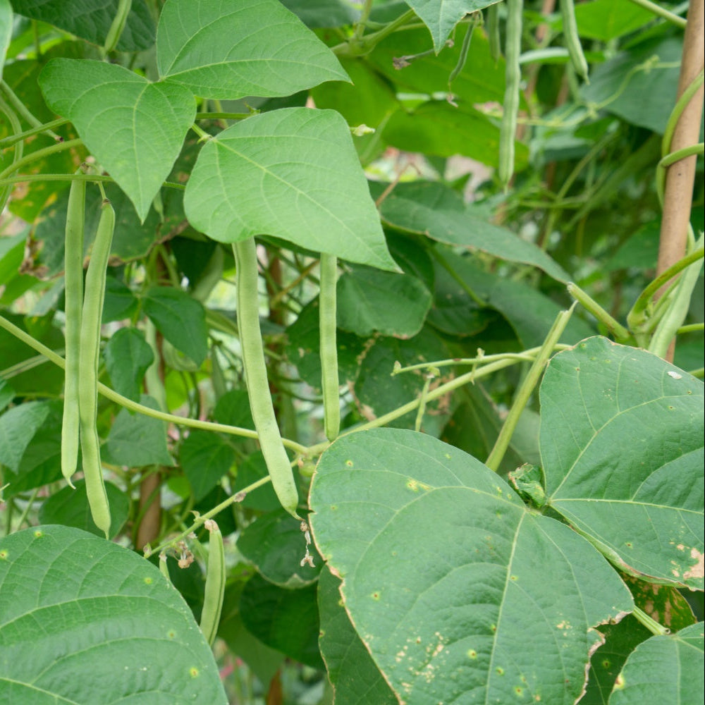 Green Beans - French Beans (राजमा सिमी)