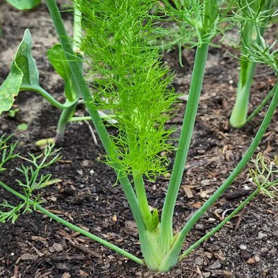 Fennel - Saunf (सौंफ)