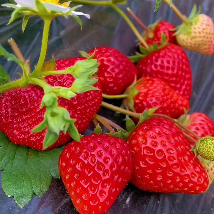 Everbearing Butter Strawberry (चारै मौसम बटर स्ट्रबेरी)