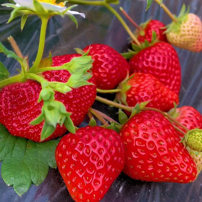 Everbearing Butter Strawberry (चारै मौसम बटर स्ट्रबेरी)