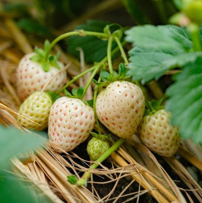 White Cream Strawberry (सेतो क्रिम स्ट्रबेरी)