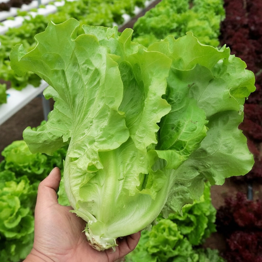 Italian Lettuce (इटालियन लेट्युस)