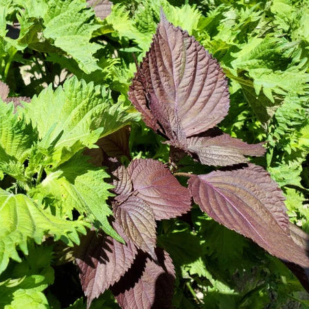 Perilla - Purple Shiso (पेरिला)