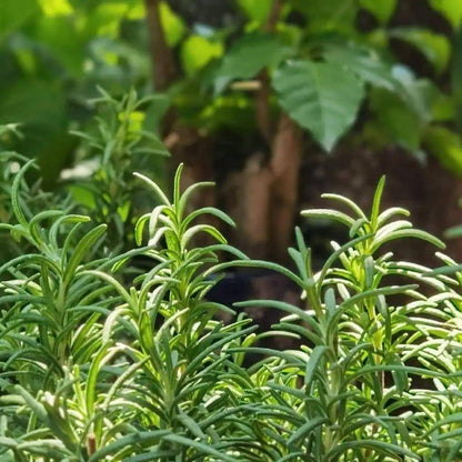 Rosemary (रोजमेरी)